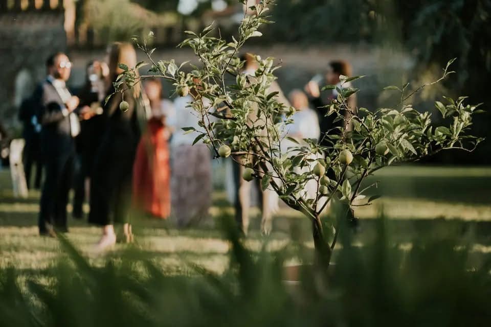 Albero di limoni in primo piano con ospiti dell’evento sfocati sullo sfondo